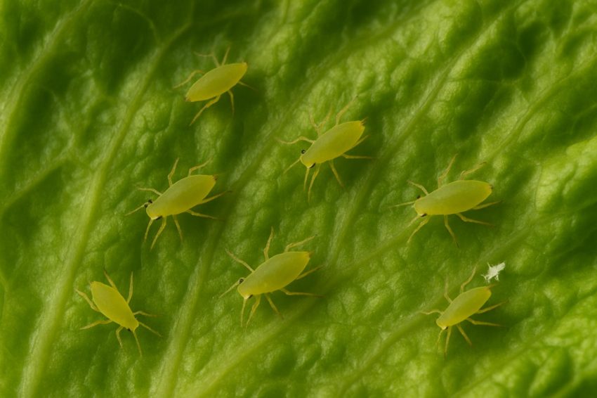 aphids on lettuce leaf