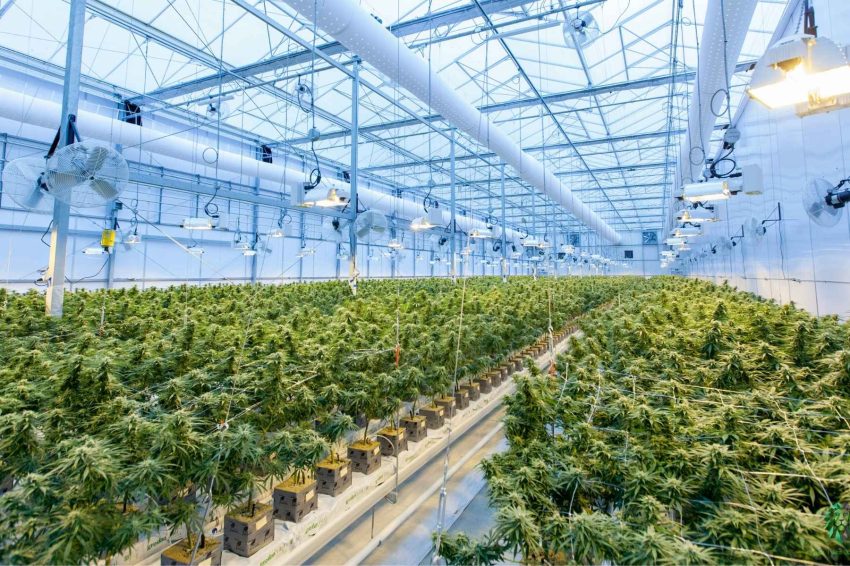 cannabis nutrient lockout