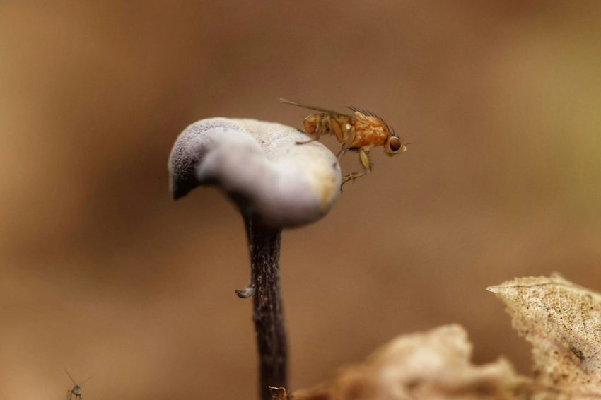 fungus gnats and insecticidal soap