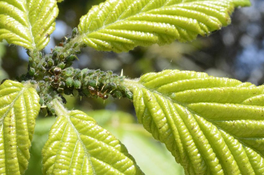 Plant infested with aphids