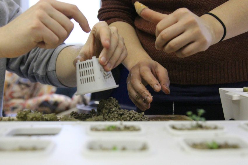 Planting hydroponics