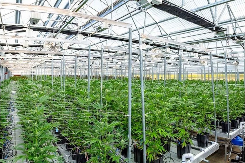 cannabis growing hydroponically