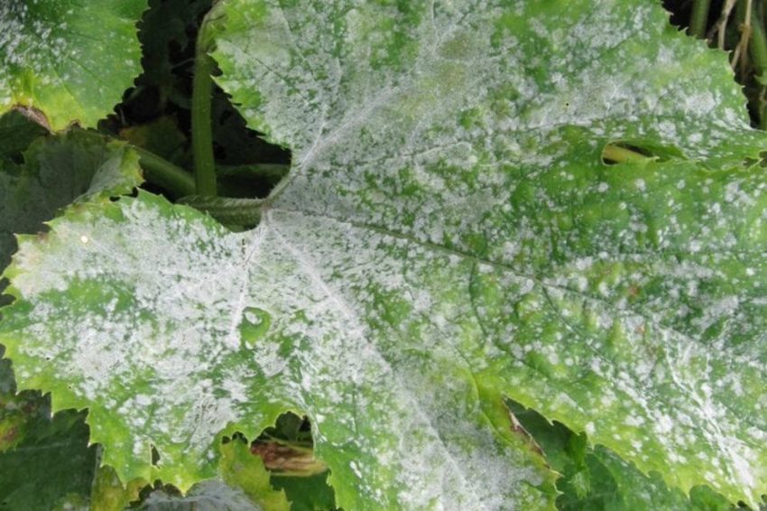 Powdery mildew on a cucumber leaf