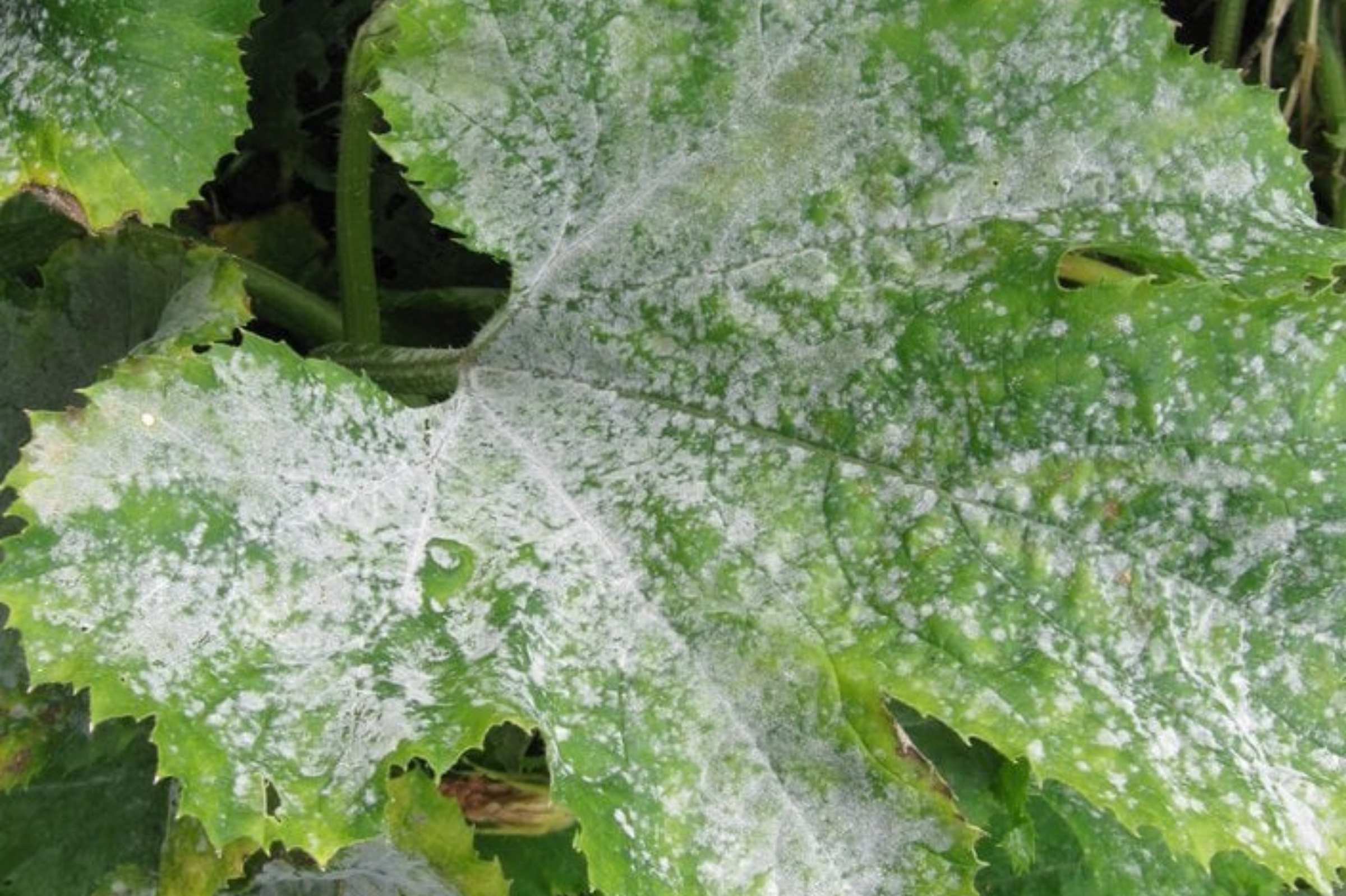 The Risks of Using Neem Oil On Powdery Mildew