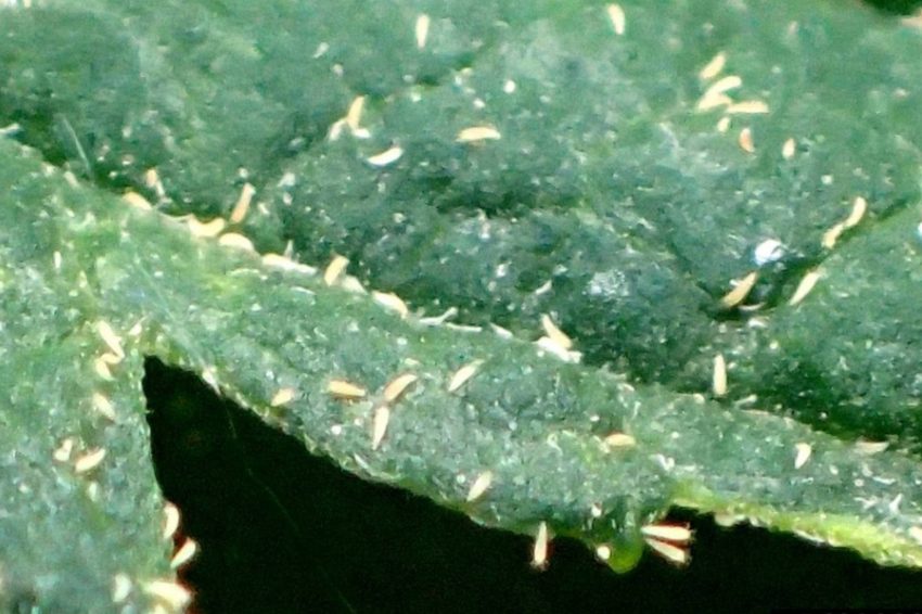 russet mites on hemp leaf