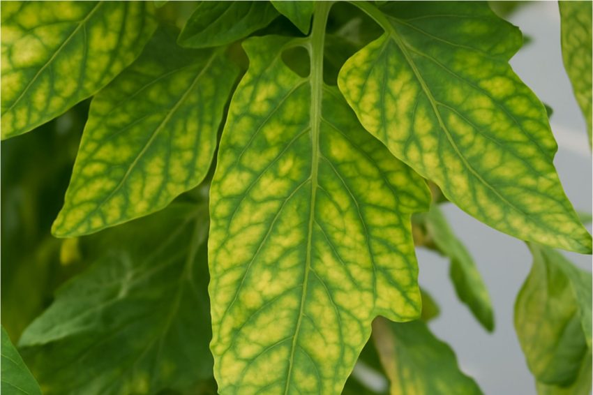 Yellowing leaf caused by nutrient lockout