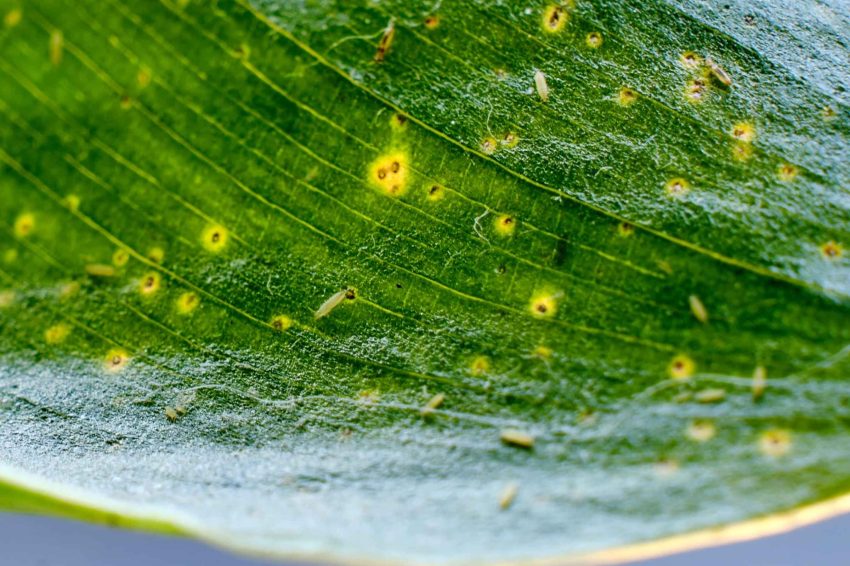 Leaf damage caused by thrips