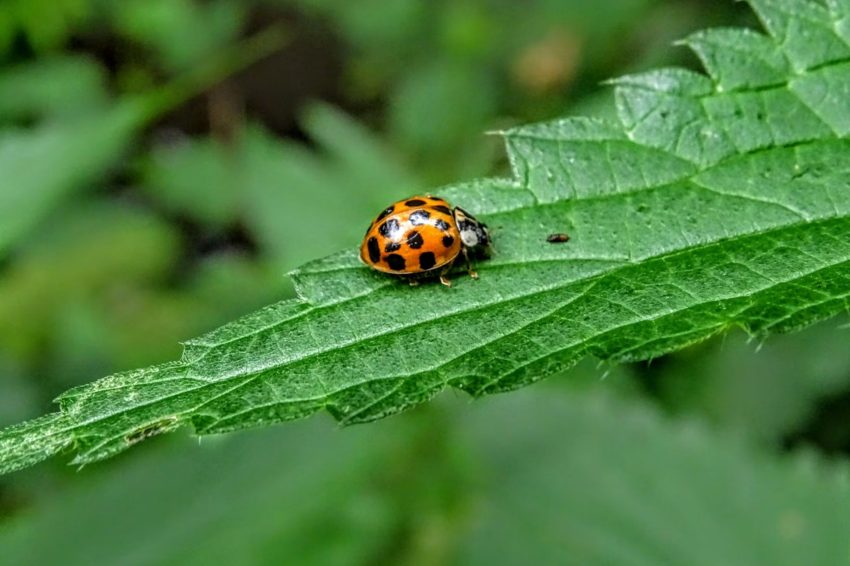 A ladybug on a large green leaf about to eat another insect.