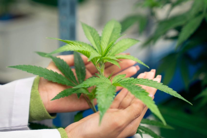 Cannabis leaf