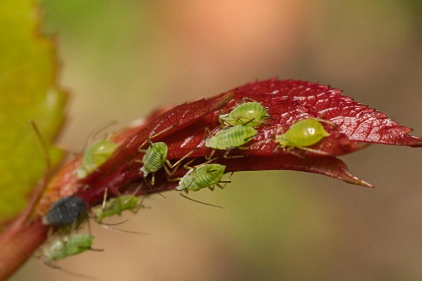 Aphids on a plant