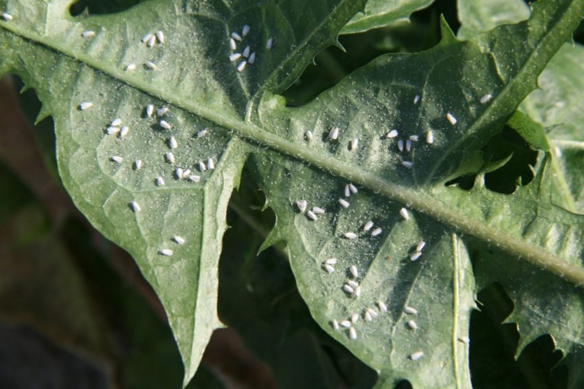 whiteflies attached to the bottom of a leaf