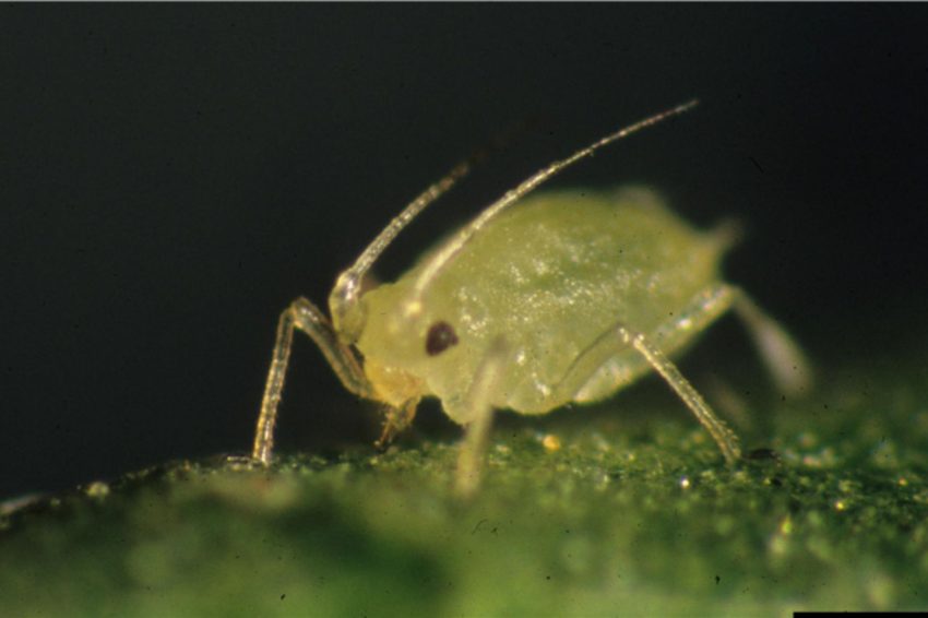 A green wingless adult aphid sitting on top of a leaf.