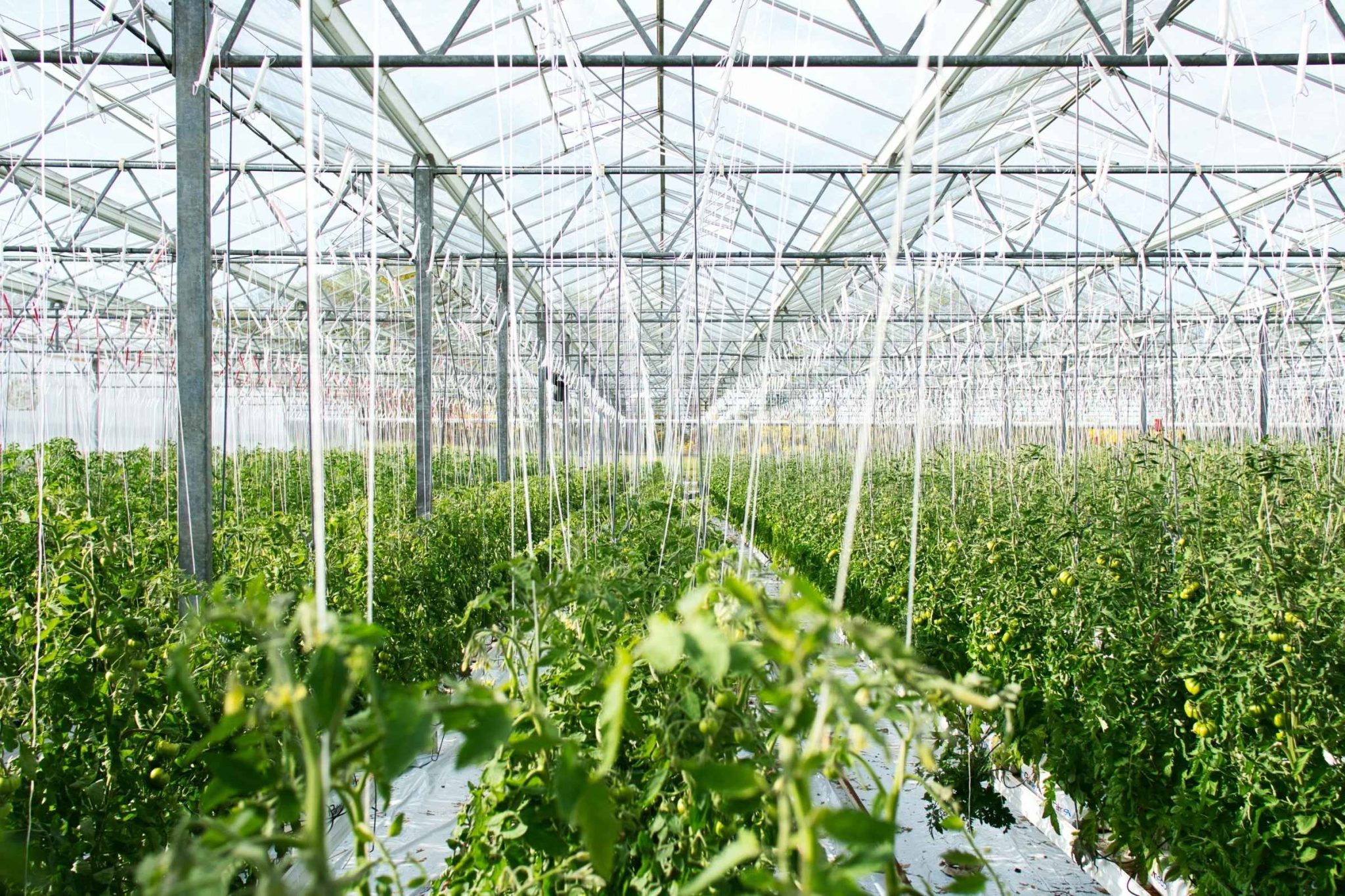 Biofilm in Irrigation Systems: Causes, Problems, and Solutions