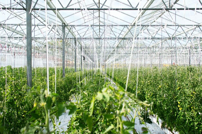 A greenhouse with plants growing and an irrigation system with pipes along the ceiling.