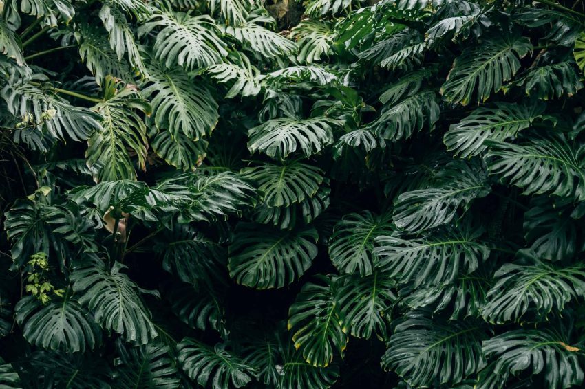 A large, vibrant green bush of Monstera growing outdoors