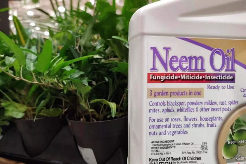 A white bottle of neem oil with a detailed label pasted on the front explaining what the product is about. There are also green plants in the background. Photo by University of New Hampshire.