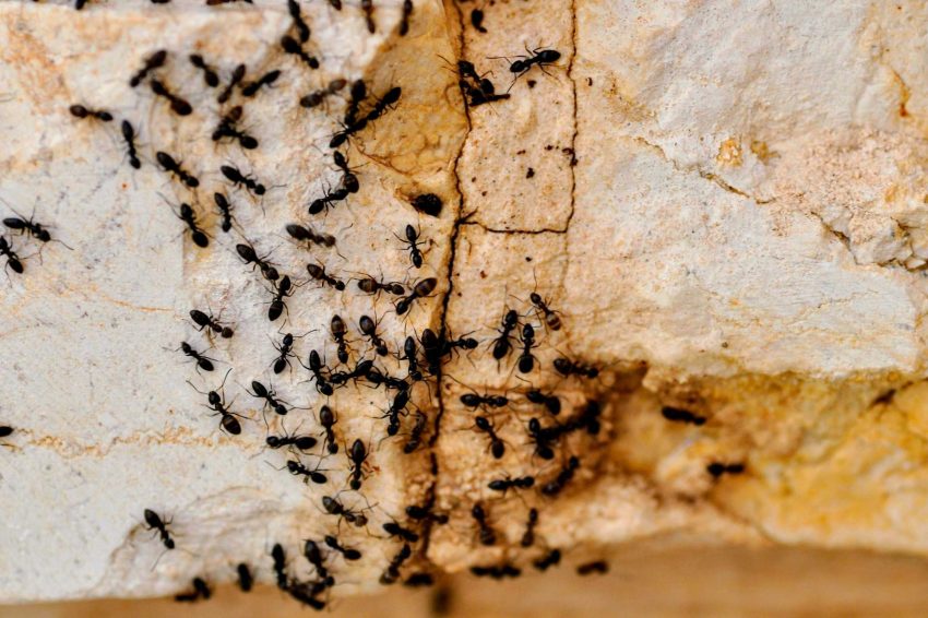 Black ants crawling around a cracked rock