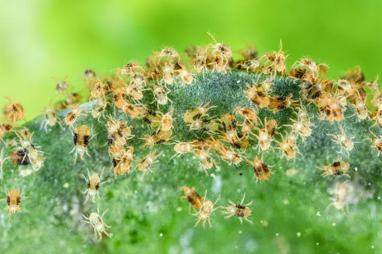 A large spider mite colony feasting on a plant.