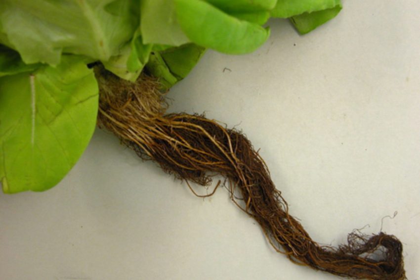 Dark brown roots that are still attached to a plant