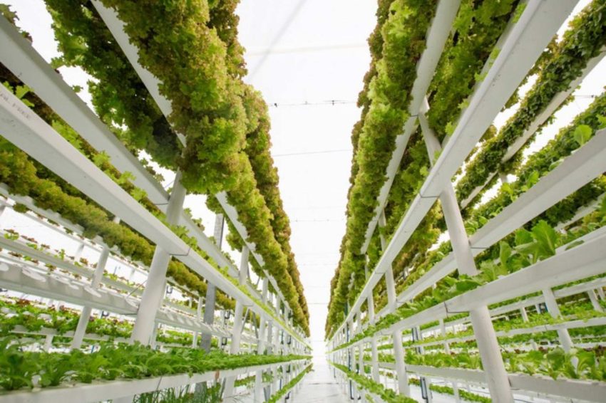 Leafy greens grown on vertical white shelves