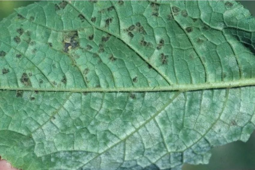 Downy Mildew growing on the back of a green leaf
