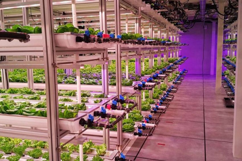 Crops growing on trays situated on vertical shelves and irrigation pipes installed in each tray