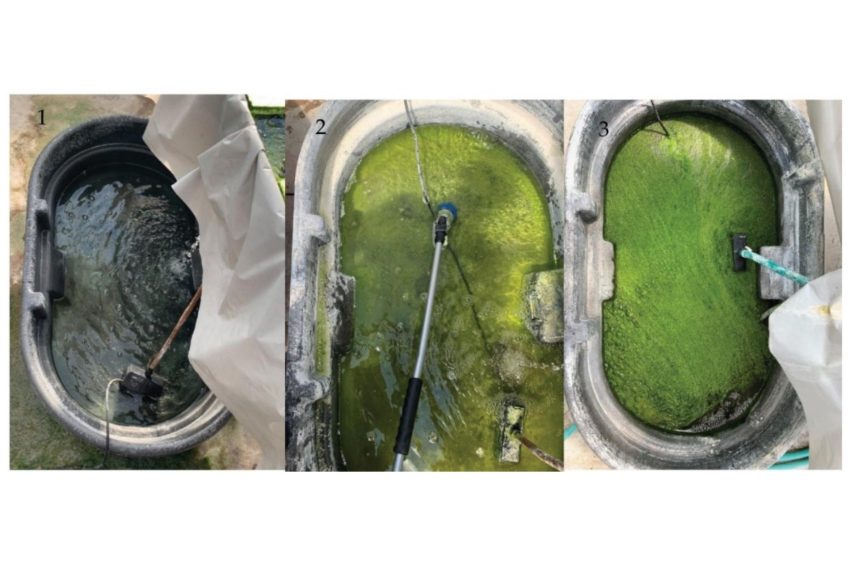 water hygiene in vertical farming