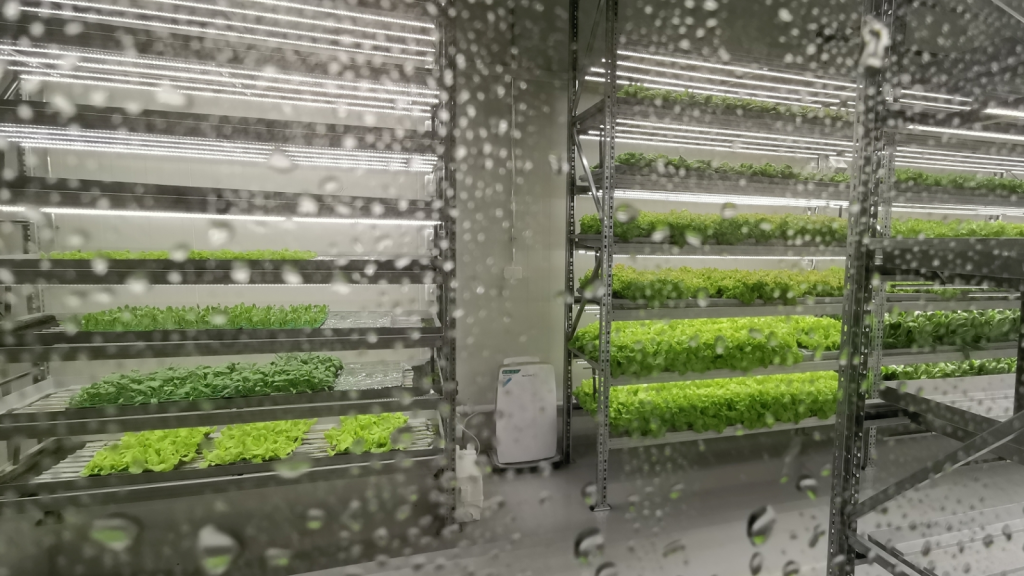 Leafy greens being watered in a vertical farming setup.