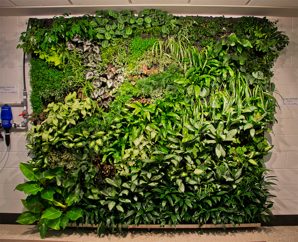 A variety of green plants growing on a living wall