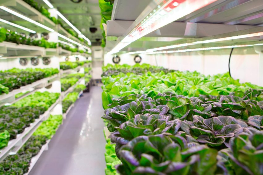 Vertical farms saving water