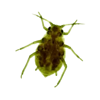 aphid