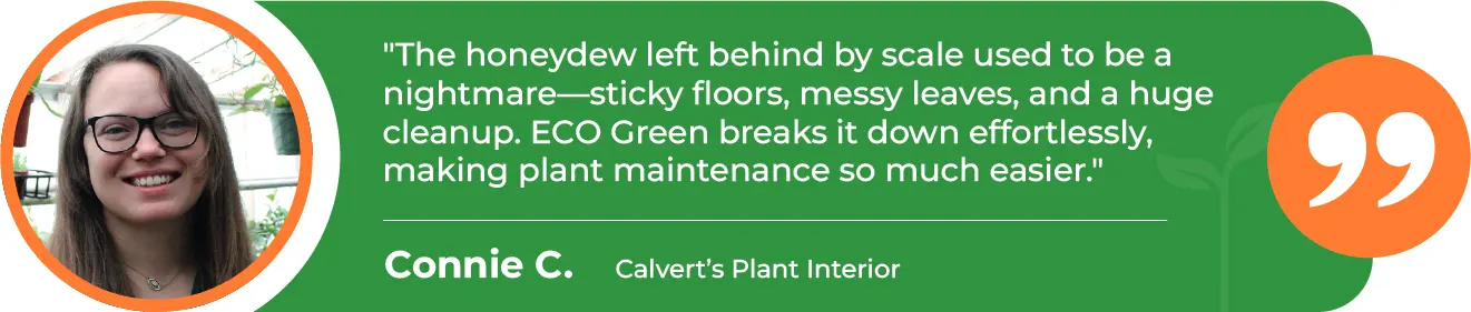 EGP-Honeydew-Calvert