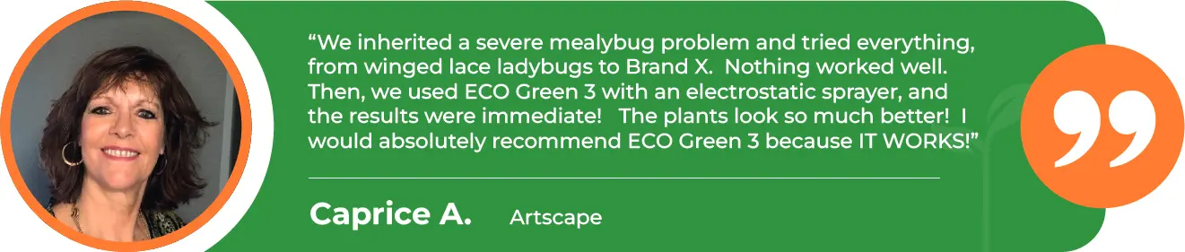 EGP-Mealybug-Artscape