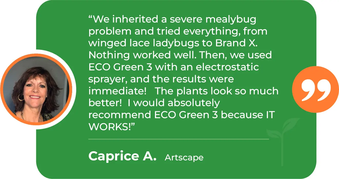 EGP-M-Mealybug-Artscape