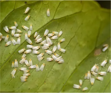 whiteflies_info