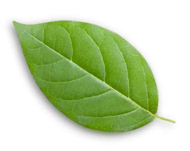 leaf