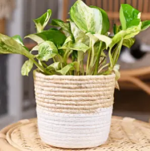 Indoor Plant