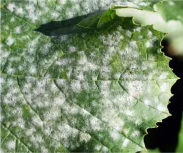 powdery_mildew_info