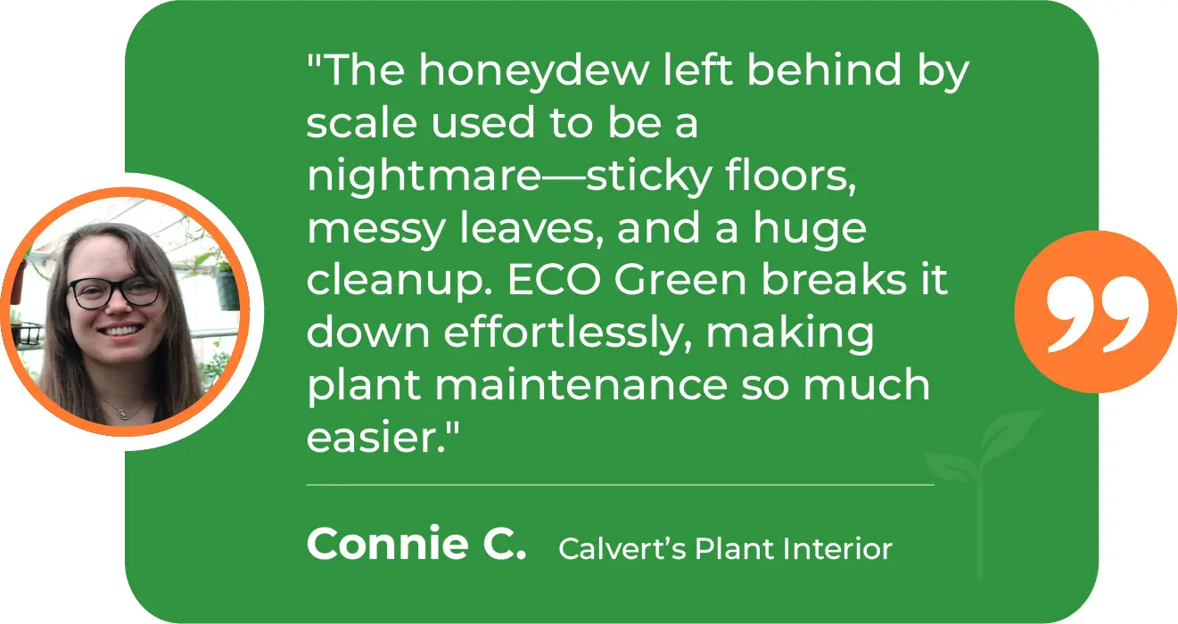 EGP-M-Honeydew-Calvert