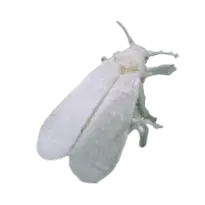 whitefly