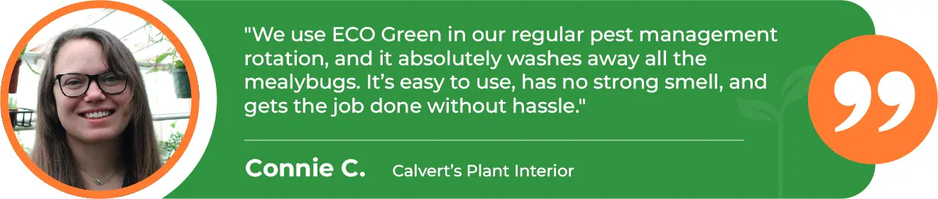 EGP-Mealybugs-Calvert