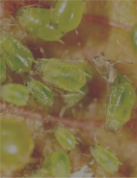 aphids