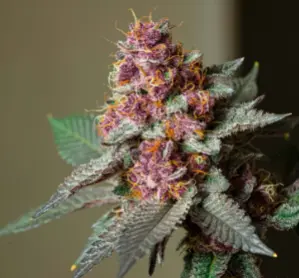 Cannabis