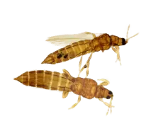 thrips