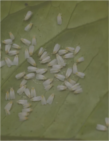 whiteflies