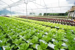 Greenhouse_Hydroponic