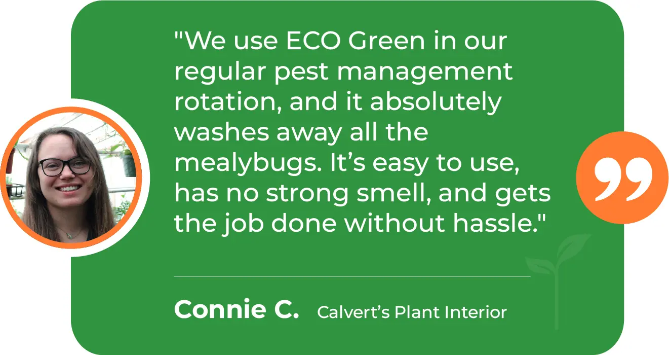 EGP-M-Mealybugs-Calvert